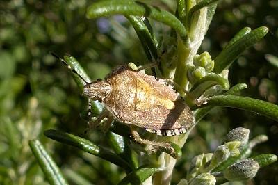 <i>Dolycoris baccarum</i>
