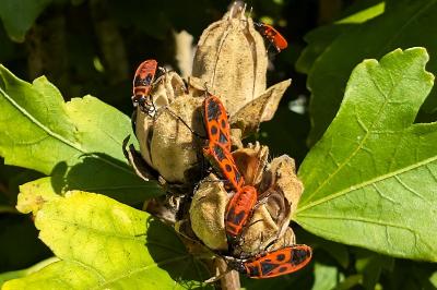 <i>Pyrrhocoris apterus</i>