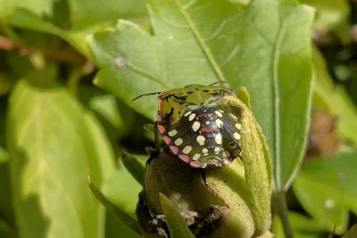 <i>Nezara viridula</i>