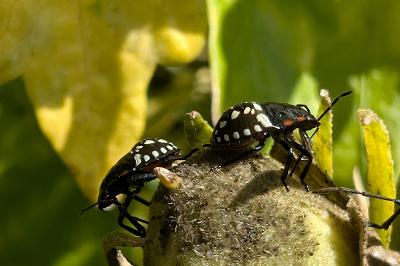 <i>Nezara viridula</i>