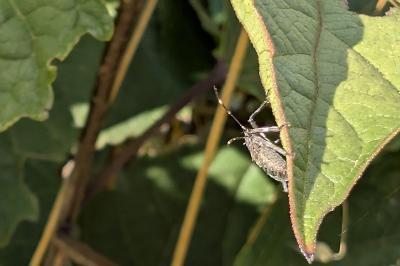 <i>Halyomorpha halys</i>