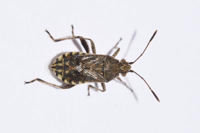 <i>Stictopleurus punctatonervosus</i>