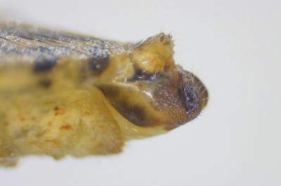 <i>Stictopleurus punctatonervosus</i>