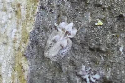<i>Corythucha ciliata</i>