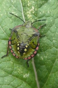 <i>Nezara viridula</i>