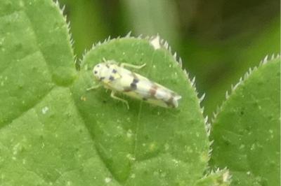 <i>Eupteryx</i>