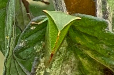 <i>Stictocephala alta</i>