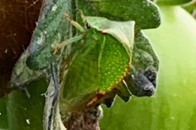 <i>Stictocephala alta</i>