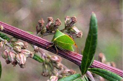 <i>Stictocephala alta</i>
