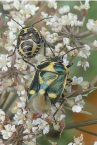 <i>Eurydema oleracea</i>