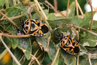 <i>Eurydema ornata</i>
