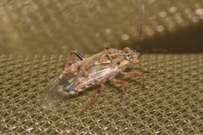 <i>Liorhyssus hyalinus</i>