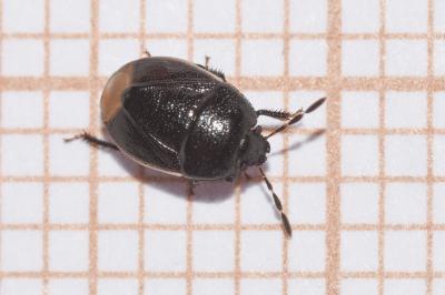 <i>Legnotus limbosus</i>