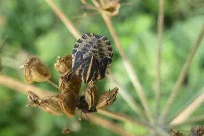<i>Graphosoma italicum</i>