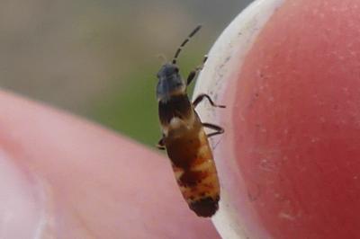 <i>Ischnodemus sabuleti</i>