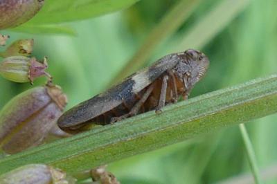 <i>Aphrophora alni</i>
