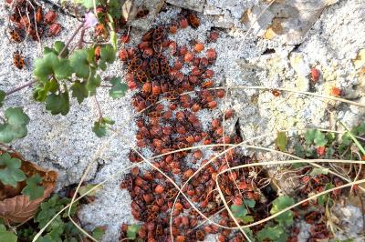 <i>Pyrrhocoris apterus</i>