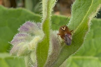<i>Lygus pratensis</i>