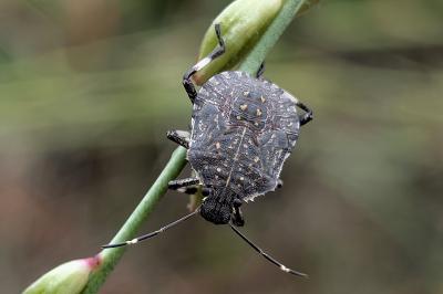 <i>Halyomorpha halys</i>