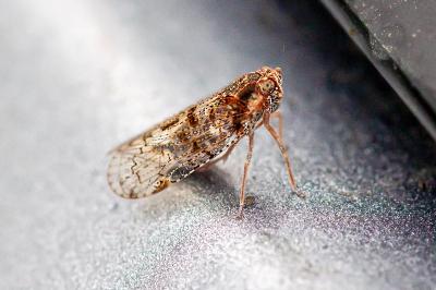<i>Cixius</i>