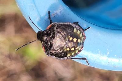 <i>Nezara viridula</i>