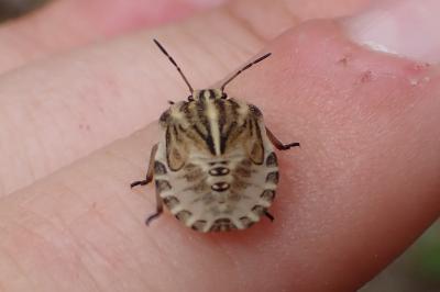<i>Graphosoma italicum</i>