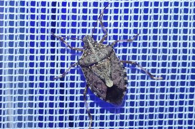 <i>Halyomorpha halys</i>