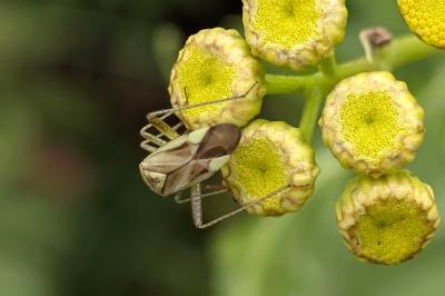 <i>Adelphocoris</i>