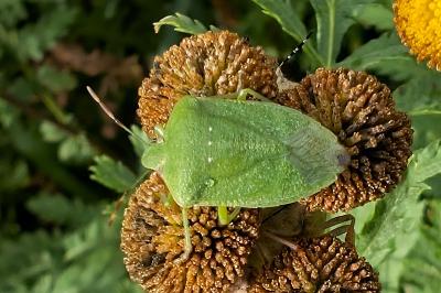 <i>Nezara viridula</i>