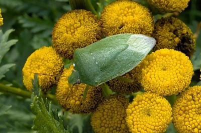<i>Nezara viridula</i>