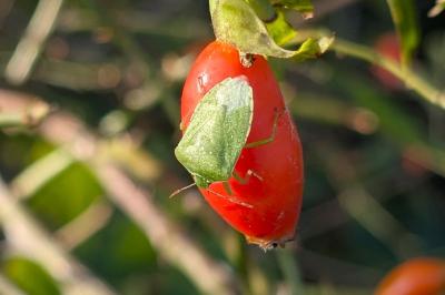 <i>Nezara viridula</i>