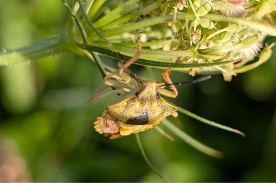<i>Carpocoris purpureipennis</i>