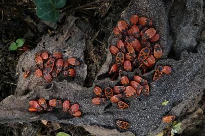 <i>Pyrrhocoris apterus</i>