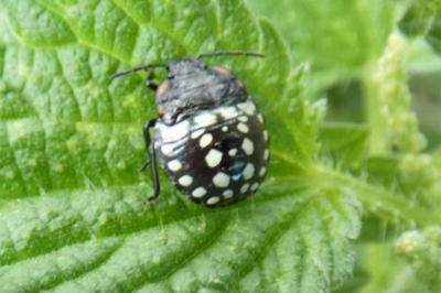 <i>Nezara viridula</i>