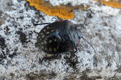 <i>Nezara viridula</i>