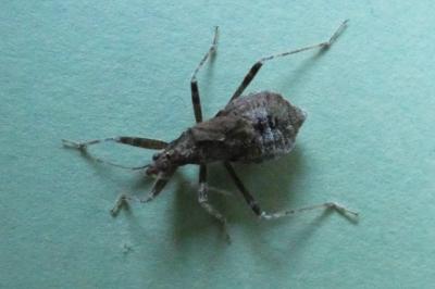 <i>Himacerus</i>
