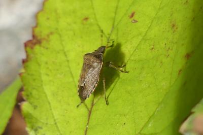 <i>Peribalus strictus</i>