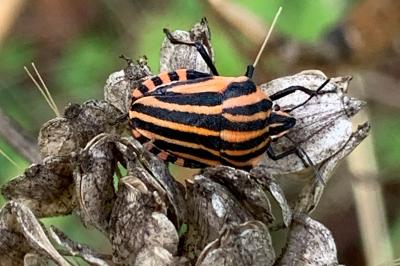 <i>Graphosoma italicum</i>