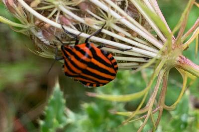 <i>Graphosoma italicum</i>