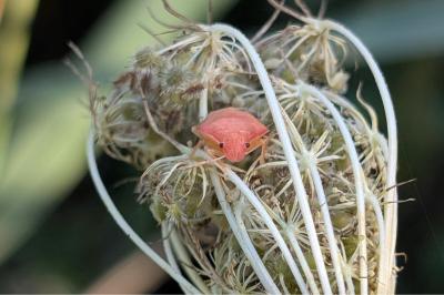 <i>Peribalus strictus</i>