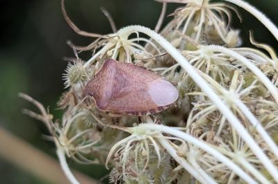<i>Peribalus strictus</i>