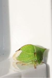 <i>Stictocephala alta</i>