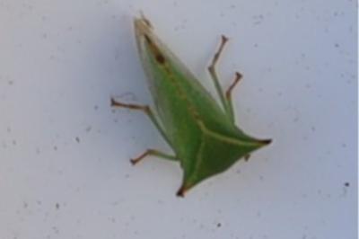 <i>Stictocephala alta</i>