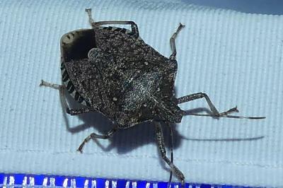 <i>Halyomorpha halys</i>