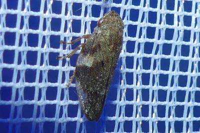 <i>Aphrophora alni</i>