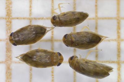 <i>Micronecta griseola</i>