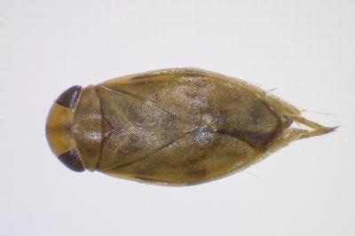 <i>Micronecta griseola</i>