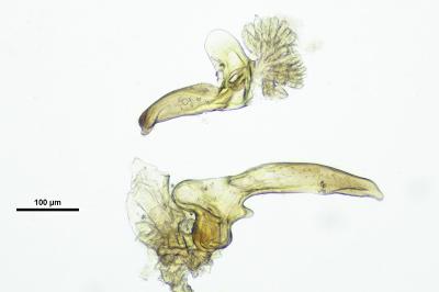 <i>Micronecta griseola</i>