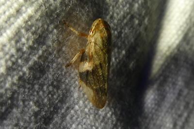 <i>Aphrophora alni</i>