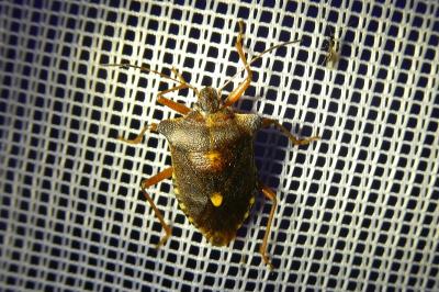 <i>Pentatoma rufipes</i>
